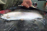 Rainbow trout being measured photo