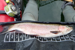 Rainbow trout being measured on a pontoon boat photo