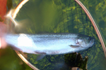 rainbow trout photo