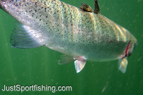 Rainbow trout underwater photo.