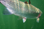 big rainbow trout being released underwater photo