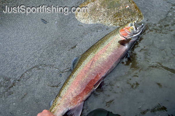 Rainbow trout with its spawning colors