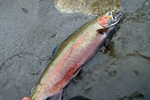 spawning rainbow trout photo