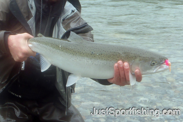 Photo of a fisherman holding a steelhead.