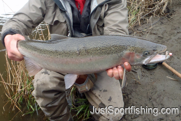 Photo of a fisherman holding a steelhead.