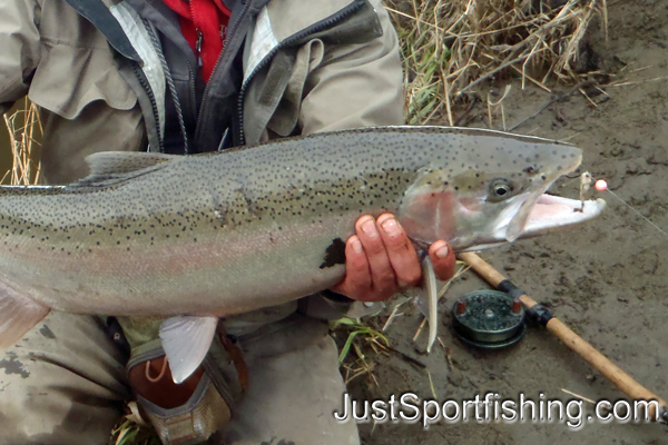 close up photo of a steelhead.