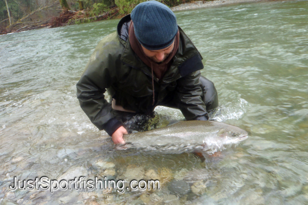 Fisherman releasing a steelhead beside river.