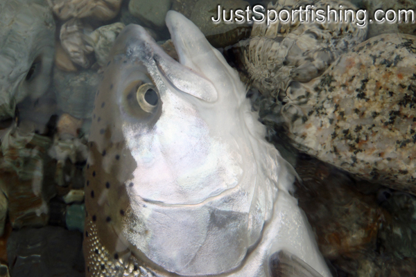 closeup photo of a steelhead trout.