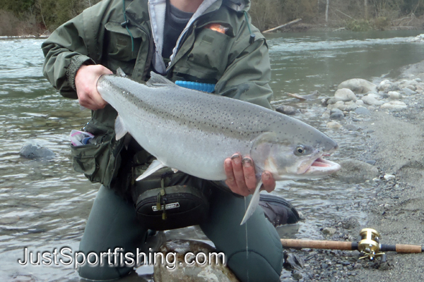 Close up photo of a steelhead trout.