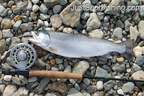 Close up photo of a steelhead trout beside a fly rod.