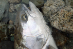 steelhead trout close up photo