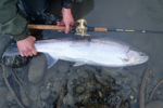 steelhead trout photo