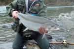 steelhead trout close up photo