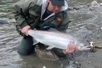 steelhead trout photo