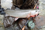 steelhead trout photo