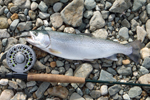 fly fishing rod beside cutthroat trout photo